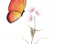 Papilionem